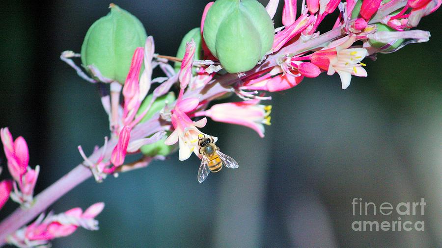 Red Yucca and Bee Photograph by Marcia Breznay