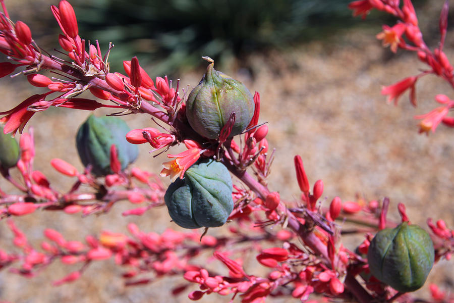 Red Yucca flowers and pods Photograph by Kevin Mcenerney Fine Art America