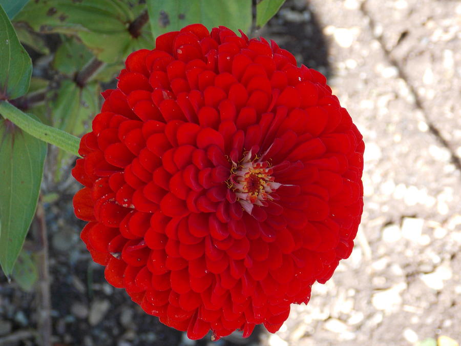Red Zinnia Photograph by Catherine Gagne