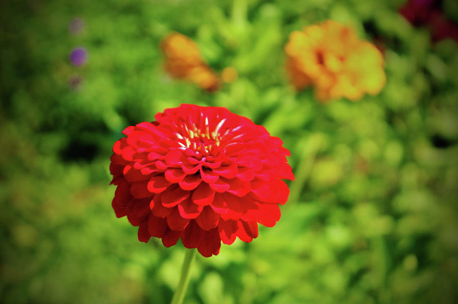 Flower Photograph - Red Zinnia by Cynthia Guinn