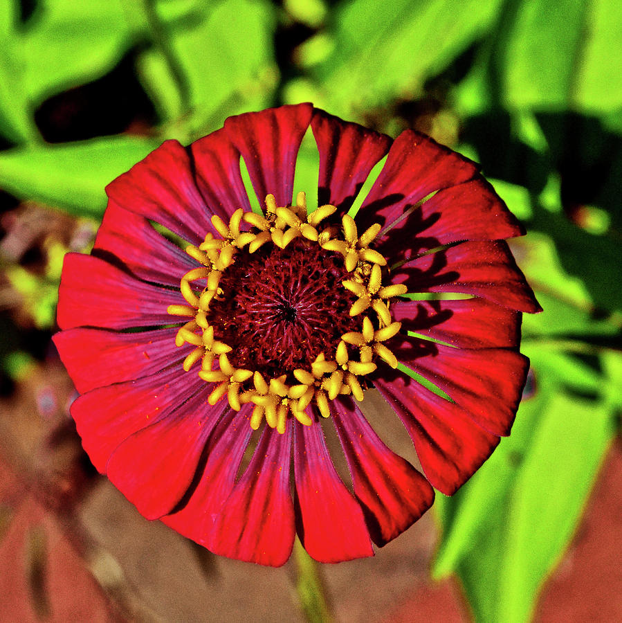 Red Zinnia - Flower In A Flower 003 Photograph by George Bostian