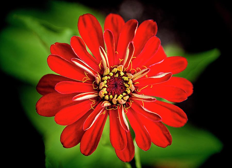 Red Zinnia Photograph by Kenneth Roberts