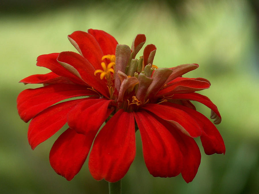 Nature Photograph - Red Zinnia by Racquel Morgan