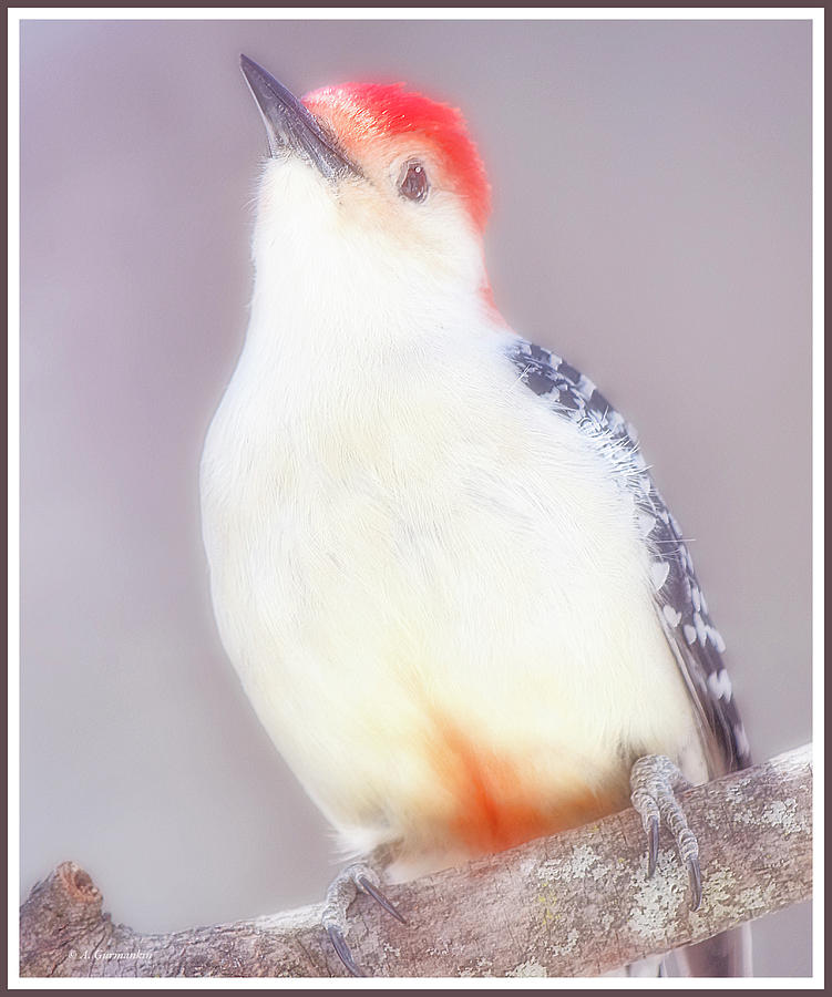 Redbellied Woodpecker, Male Photograph by A Macarthur Gurmankin