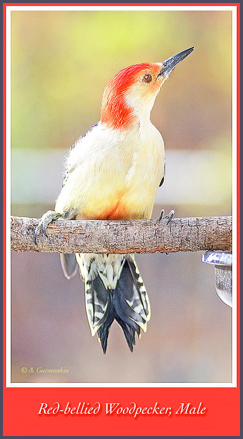 Redbellied Woodpecker, Male, Animal Portrait Photograph by A Macarthur Gurmankin