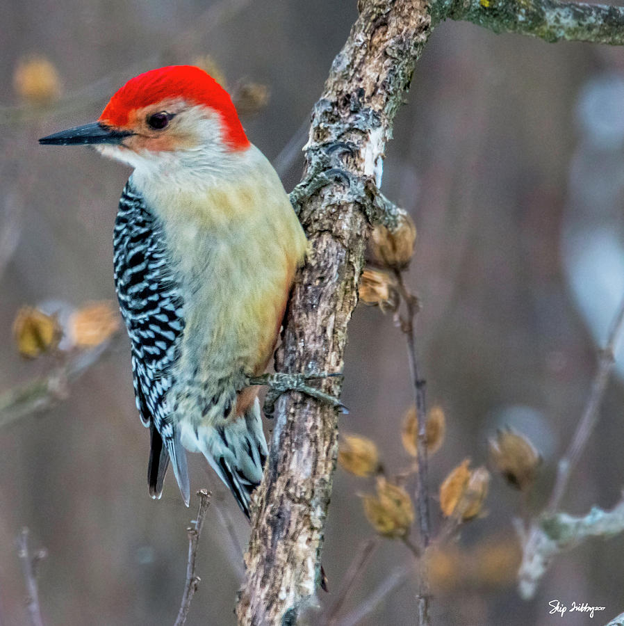 Redbellied Woodpecker Photograph by Skip Tribby