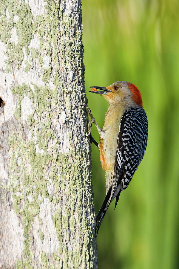 Redbellied Woodpecker with a Seed Photograph by Artful Imagery