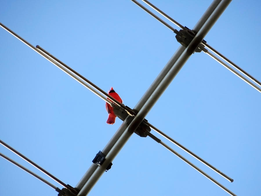 Redbird on a Wire Photograph by Shawna Rowe