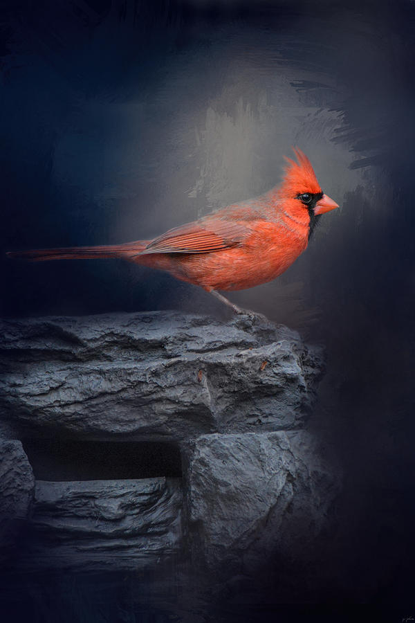 Redbird On The Rocks Photograph by Jai Johnson