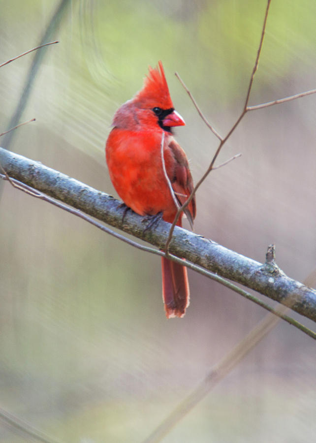 Wildlife Photograph - Redbird or Northern Cardinal by Carol Senske