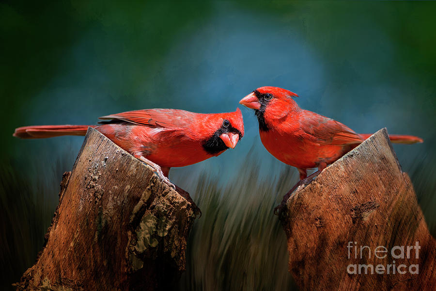 Redbird Sentinels Photograph by Bonnie Barry