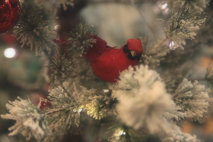 Redbird Snowy Greetings Photograph by Toni Hopper
