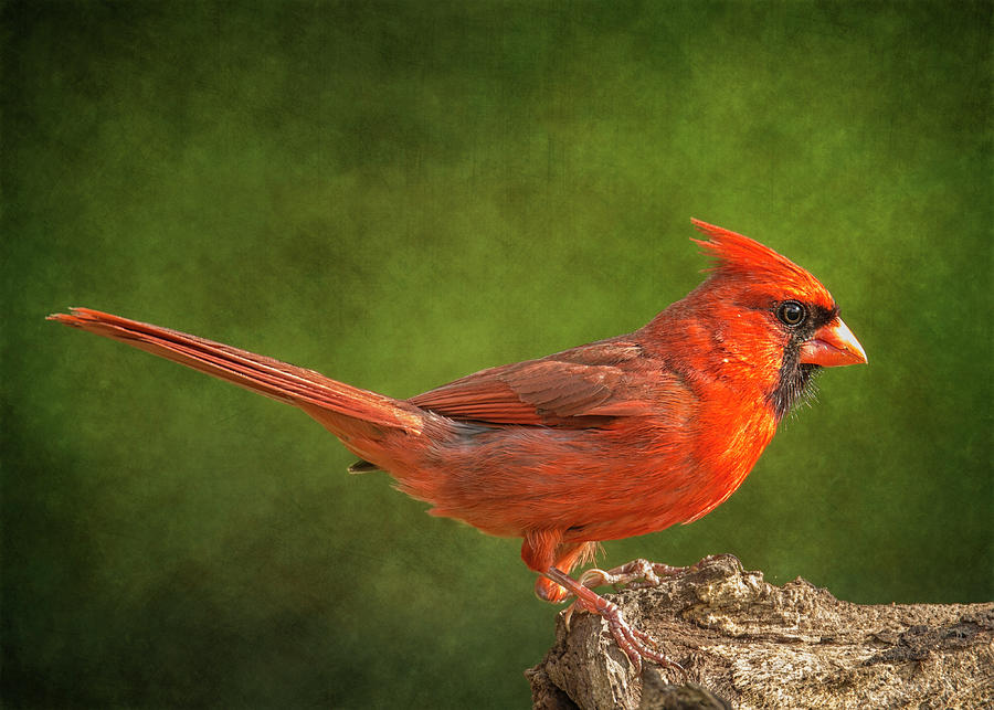 Redbird Tail Up Photograph by Bill and Linda Tiepelman