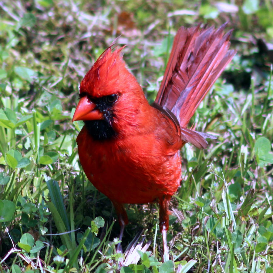 Redbird Photograph