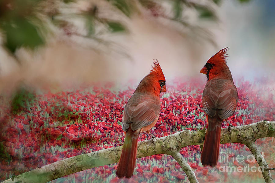 Redbirds at Dusk Photograph by Bonnie Barry