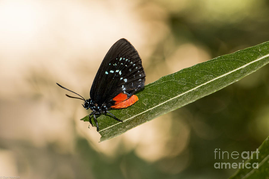 RedBlack Butterfly1 Photograph by Dan Norton