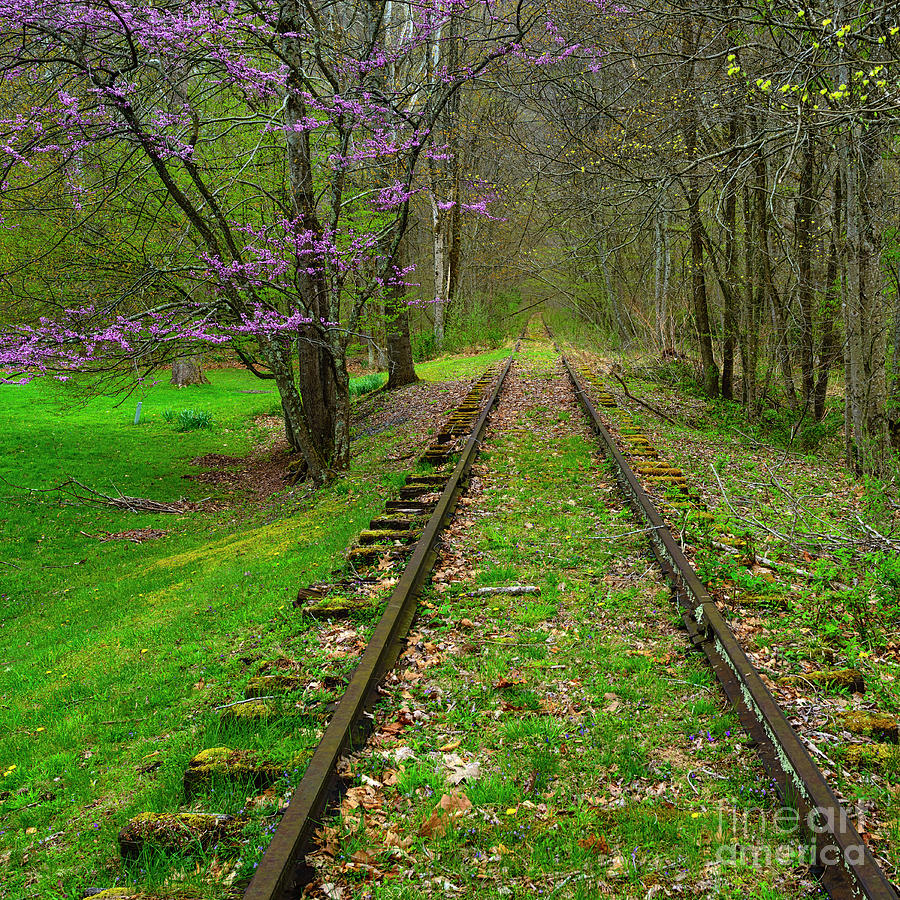 Redbud and Abandoned Railroad Photograph by Thomas R Fletcher