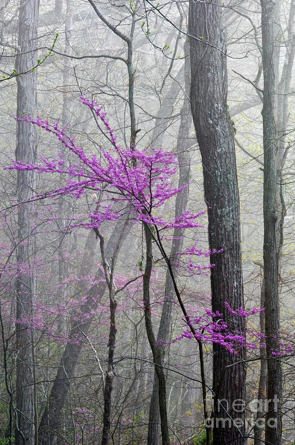 Spring Photograph - Redbud and Mist - D003916 by Daniel Dempster