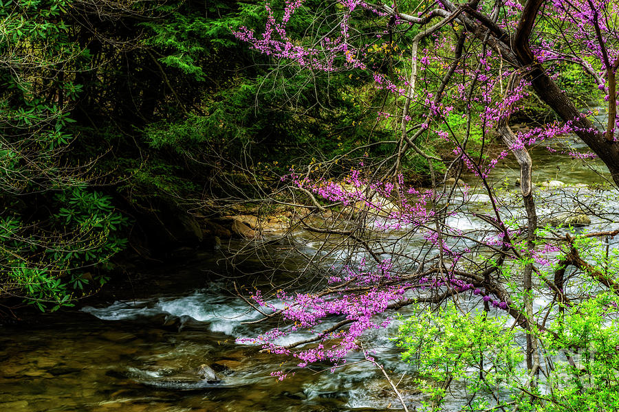 Redbud and River Photograph by Thomas R Fletcher