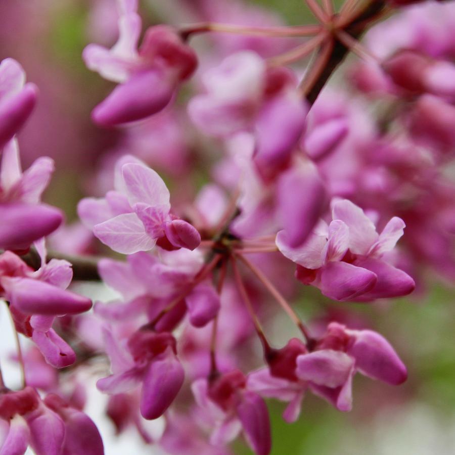Redbud Bloom Cluster Photograph by M E