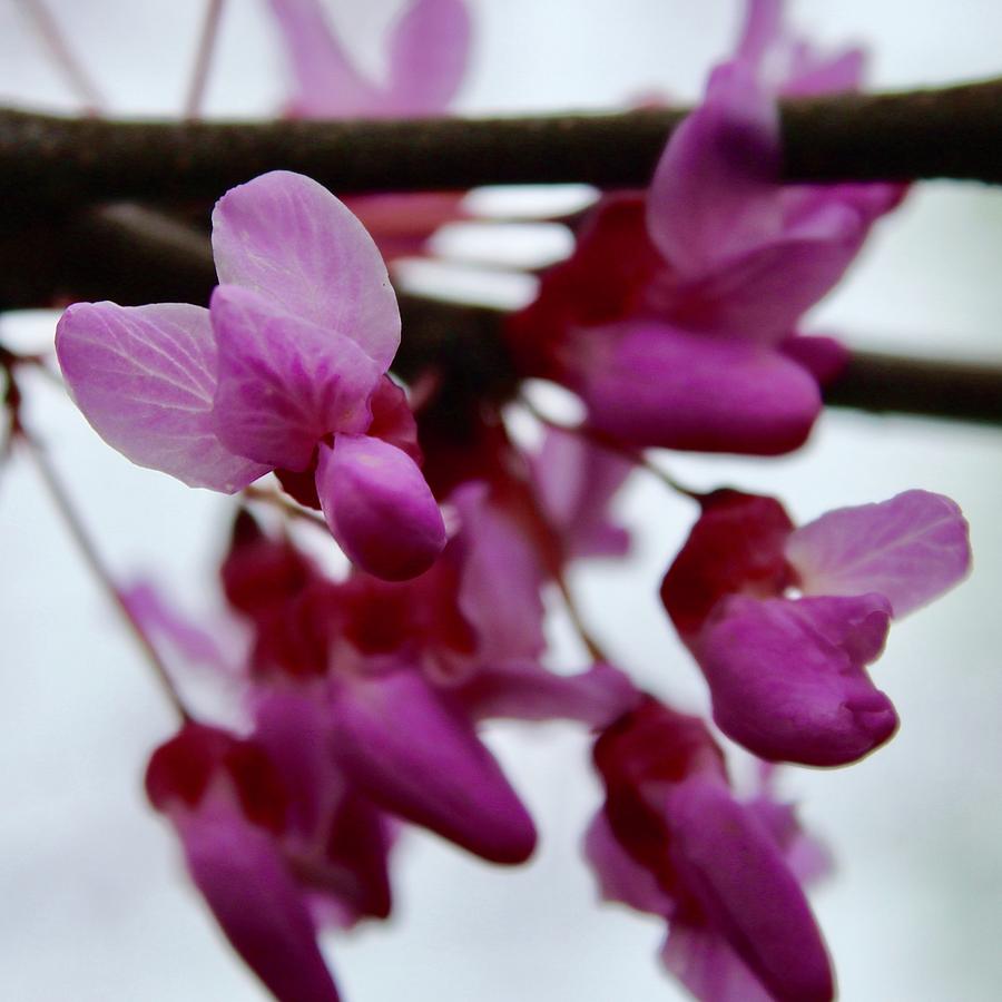 Redbud Bloom Offering Photograph by M E