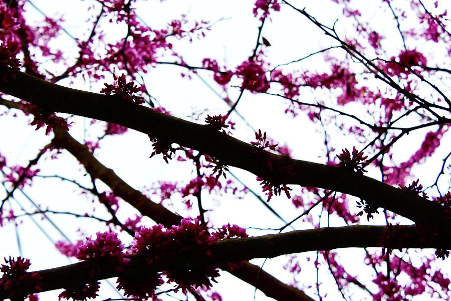Redbud Blooming Branches Photograph by M E