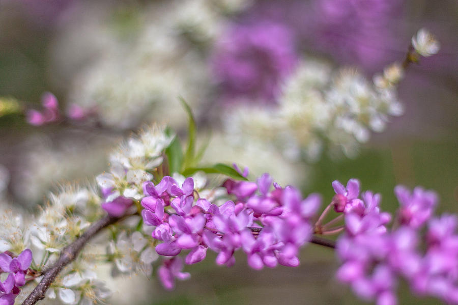 Redbud Blooms by Karen Saunders Redbud Blooms by Karen Saunders