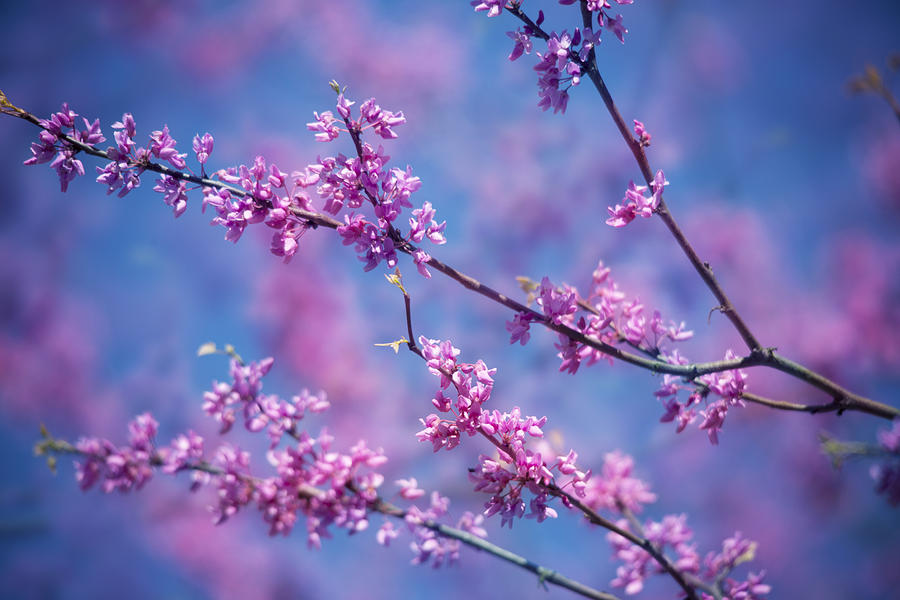 Redbud Blossoms Photograph by Jemmy Archer