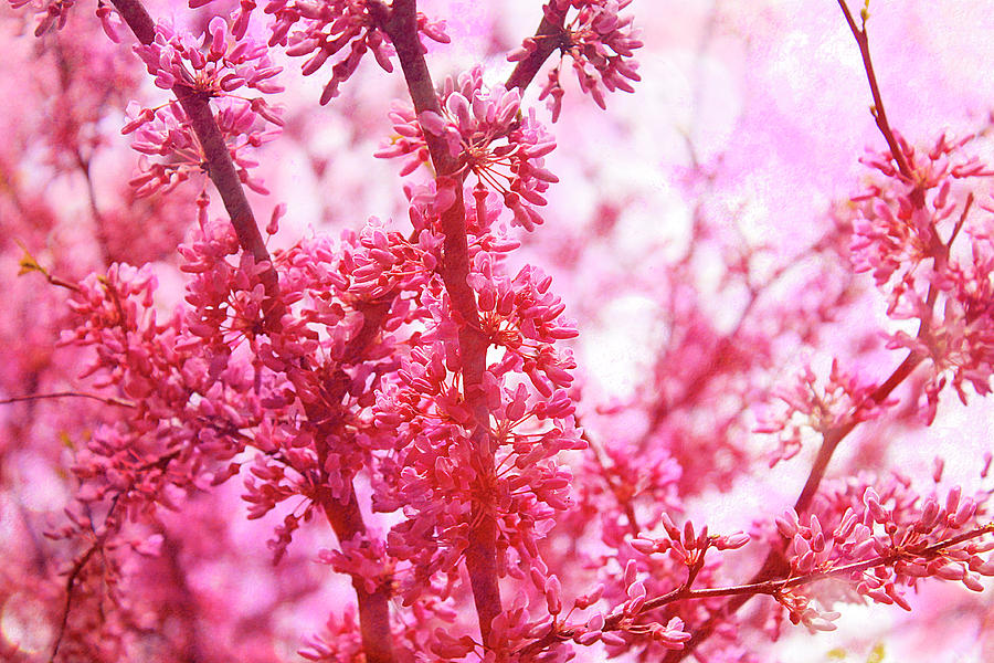 Redbud Blossoms Photograph by Scott Hovind