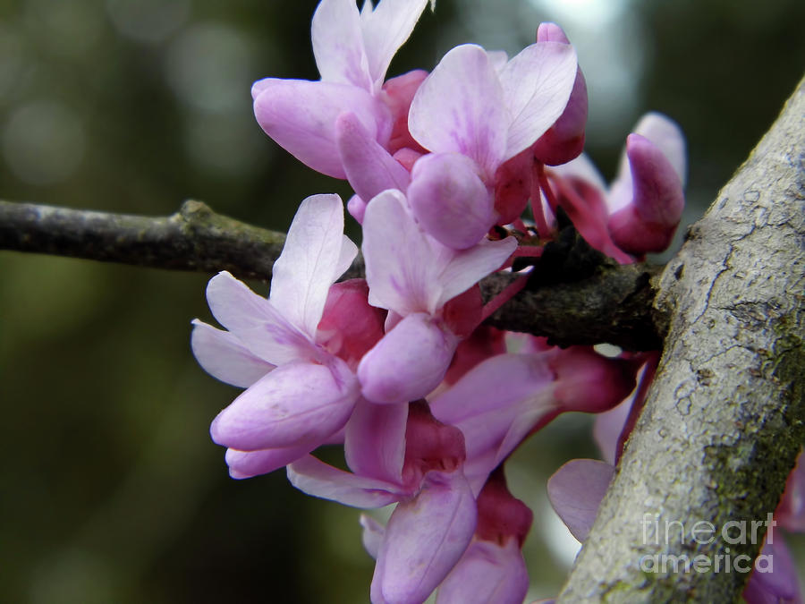 Redbud Blossoms Up Close Photograph by D Hackett
