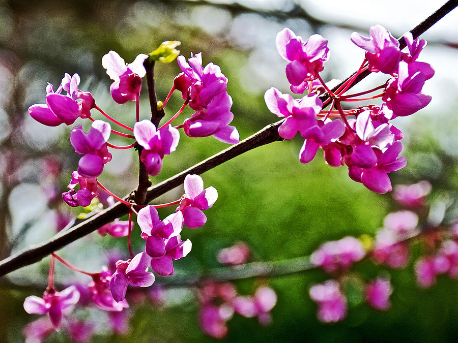 Redbud Closeup at Pilgrim Place in Claremont-California Photograph by ...