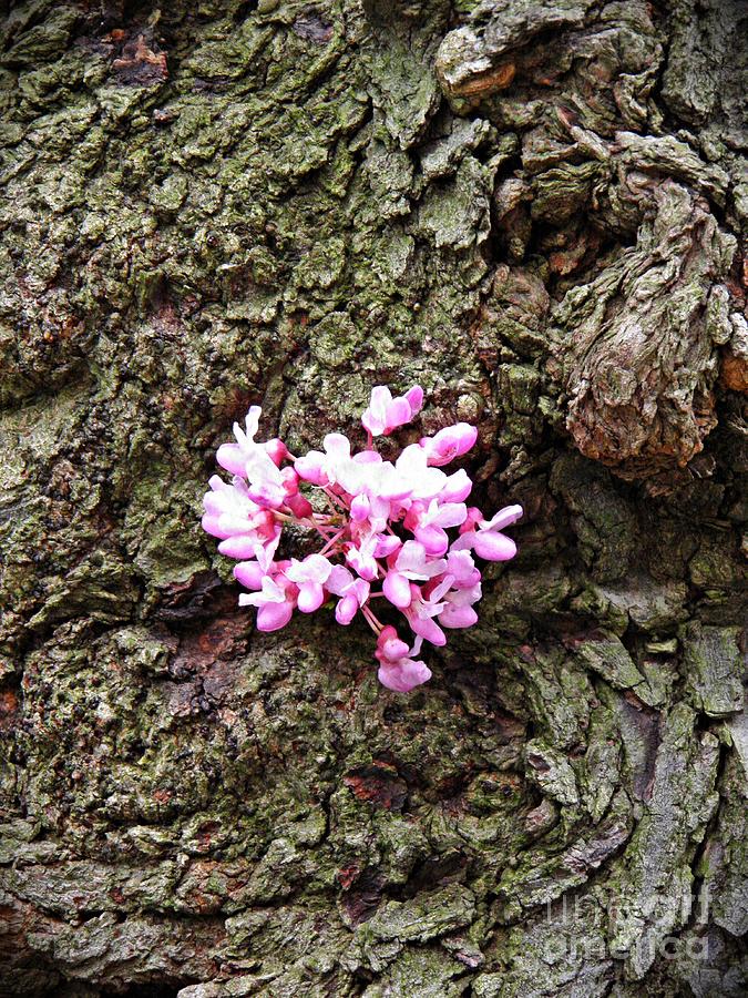 Tree Photograph - Redbud Flowers 1  by Sarah Loft