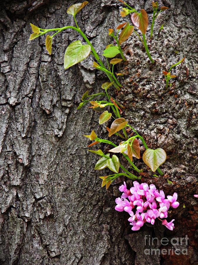 Tree Photograph - Redbud Flowers 2 by Sarah Loft