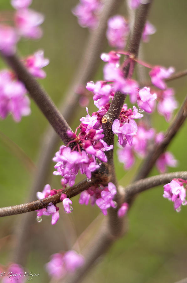 Spring Photograph - Redbud in Spring by Greg Wagner