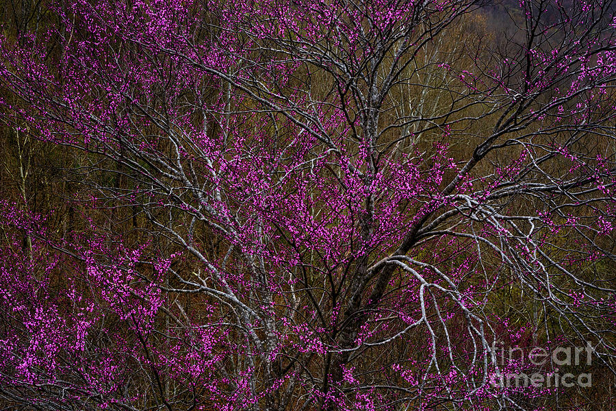 Redbud in the Spring Woods Photograph by Thomas R Fletcher