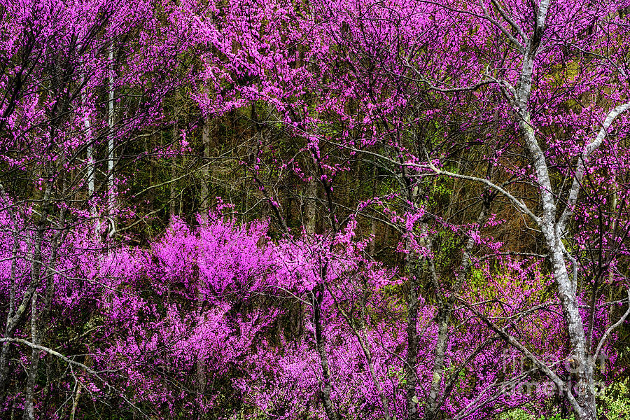 Redbud in the Woods Photograph by Thomas R Fletcher