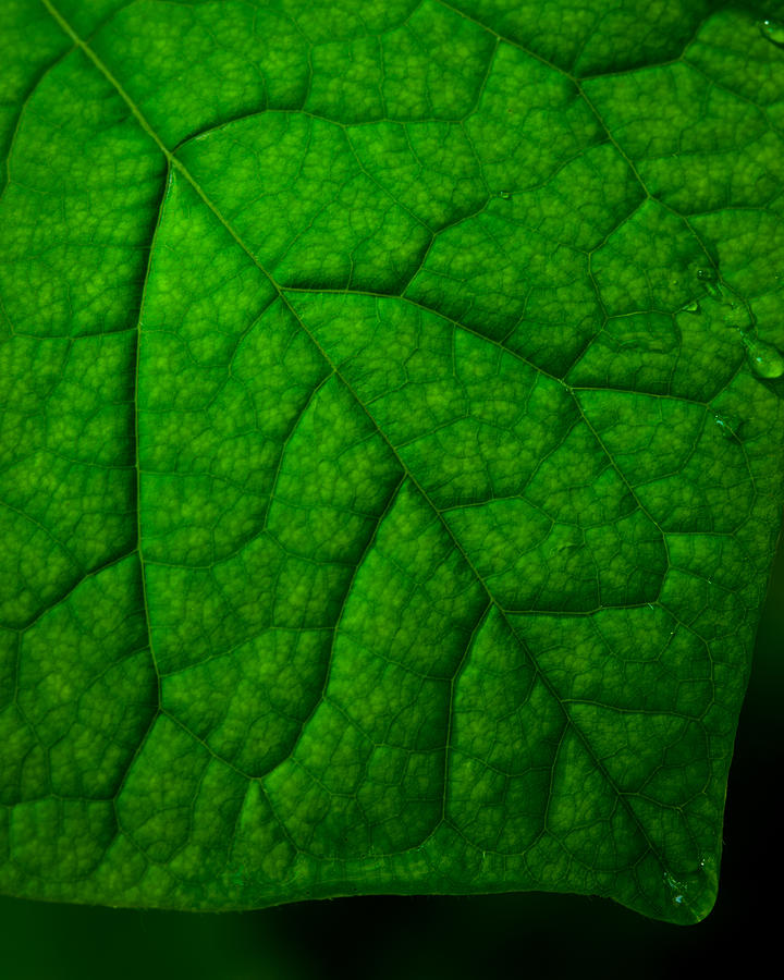 Redbud Leaf Photograph by Jeff Phillippi