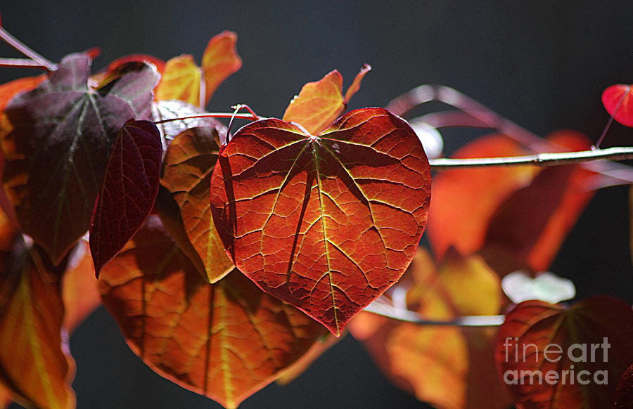 Redbud Leaves 20130515a_305 Photograph by Tina Hopkins