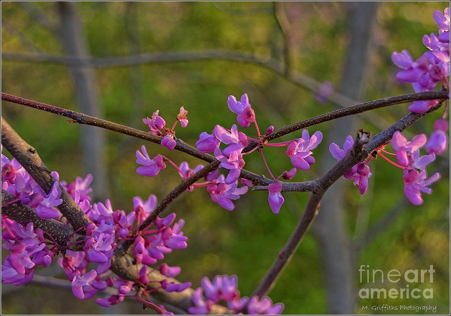 Gettysburg National Park Photograph - Redbud by Michael Griffiths