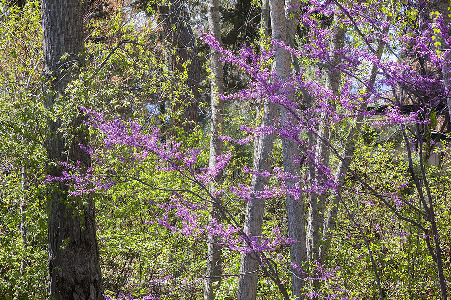 Redbud Spring Photograph by Morris McClung