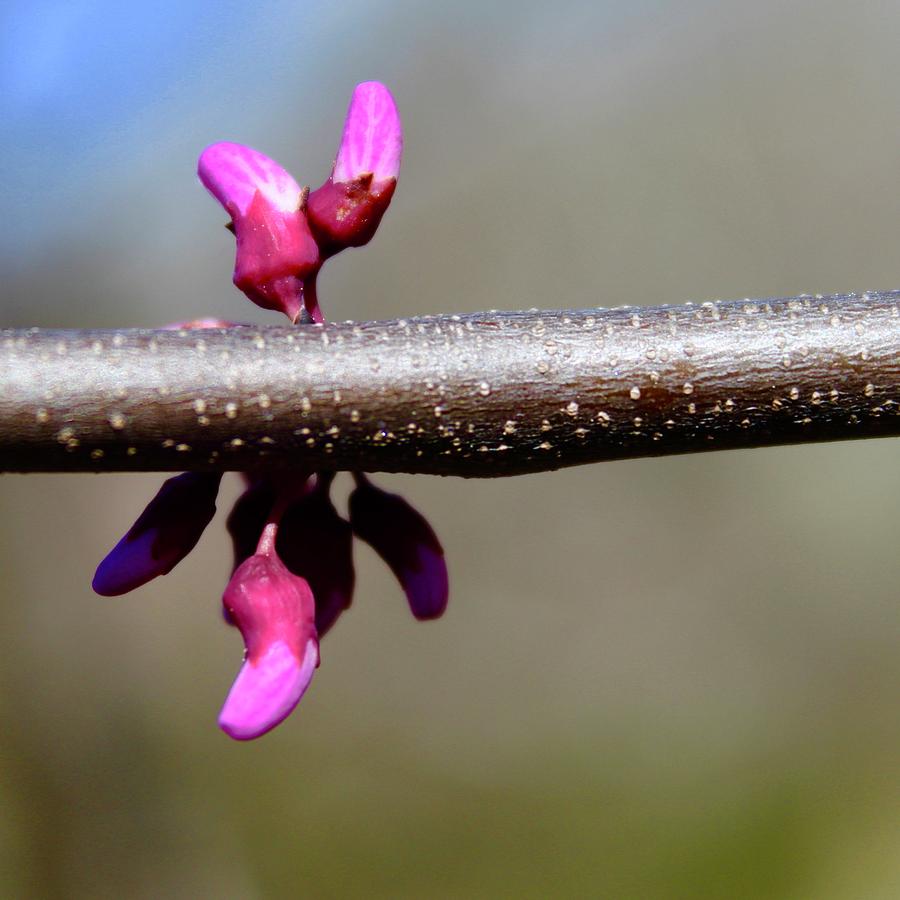 Redbud Tree Blooms Photograph by M E