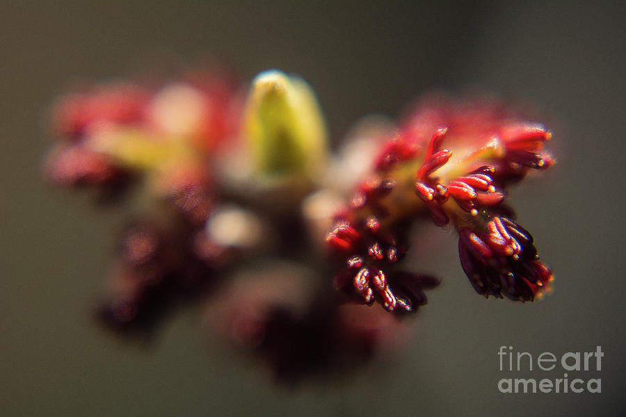 Redbud tree Buds-1 Photograph by Steve Somerville