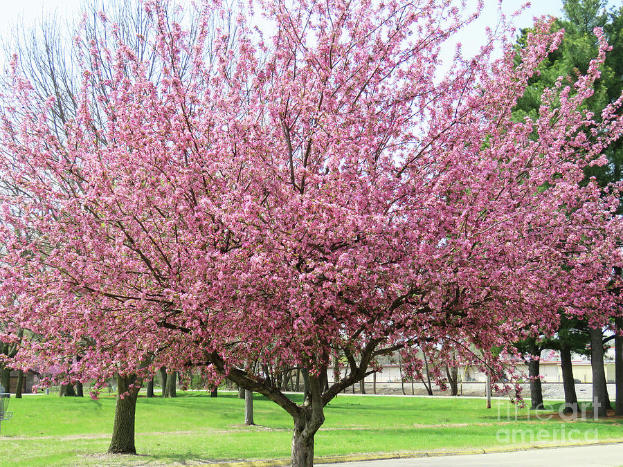 Redbud Tree in Bloom Digital Art by Sharon Weiss - Fine Art America