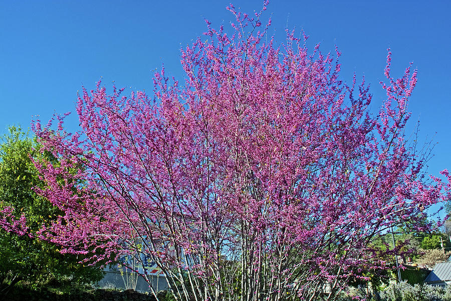Redbud Tree in Mariposa, California Photograph by Ruth Hager