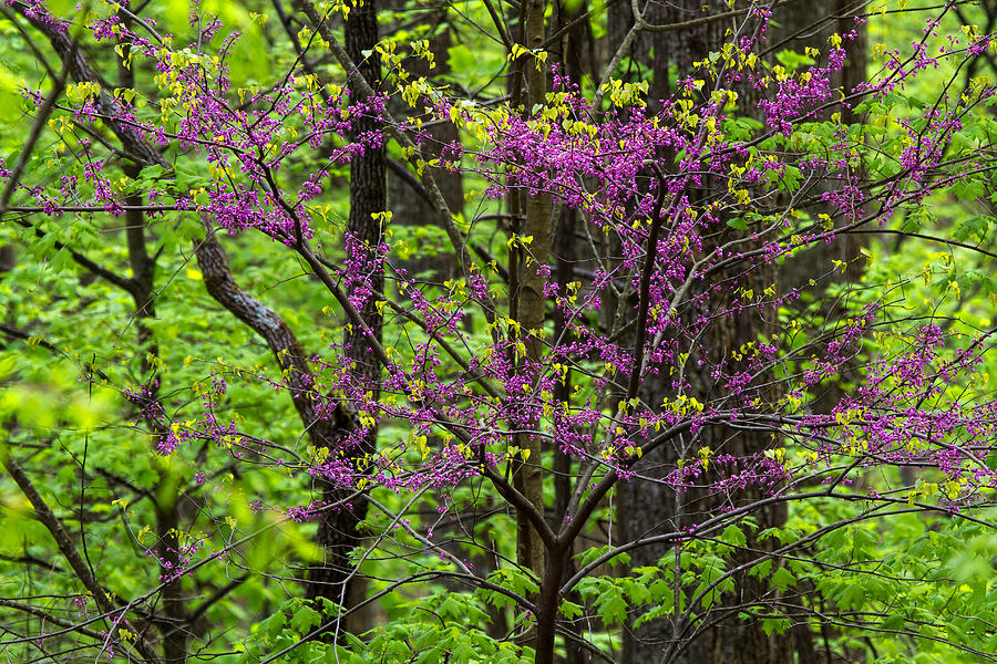 Redbud tree in spring bloom Photograph by Stefan Mazzola