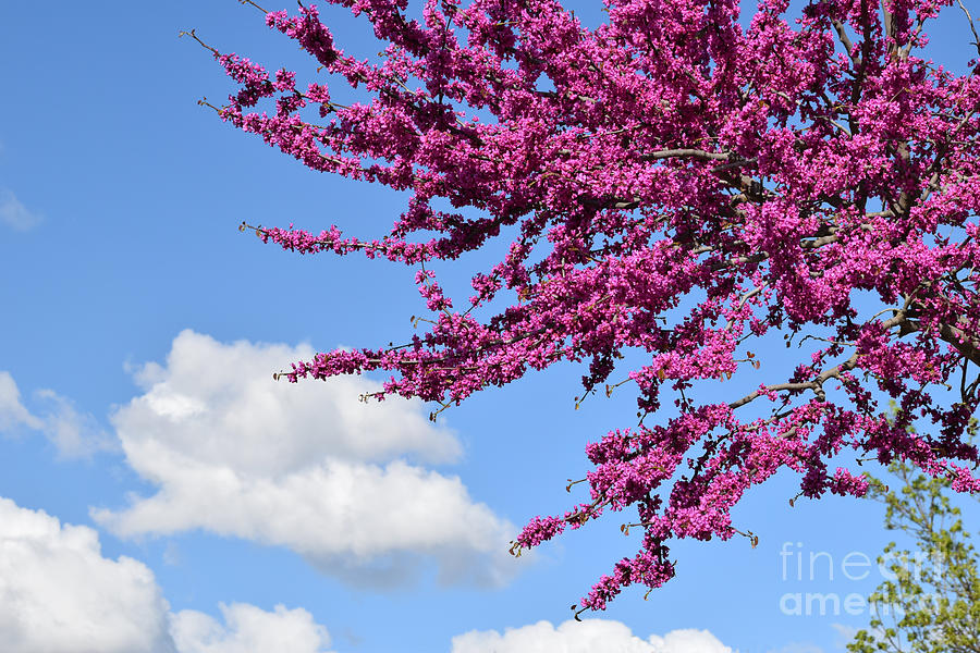 Redbud Tree in the Spring Photograph by Hao Aiken - Pixels