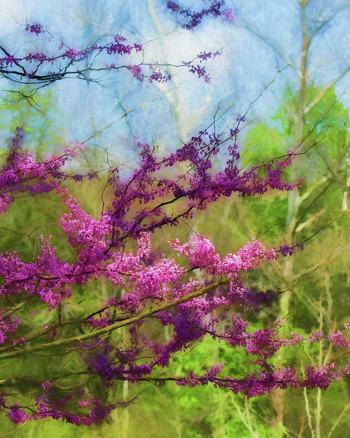 Flower Photograph - Redbud Tree by James Barber