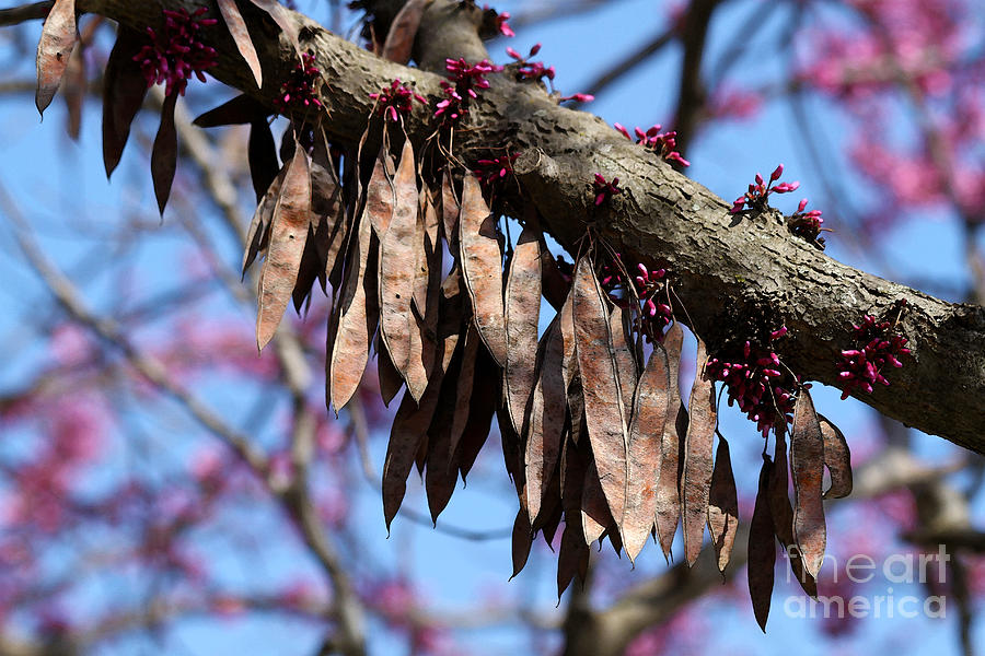 Redbud Tree Seed Pods Photograph by Catherine Sherman