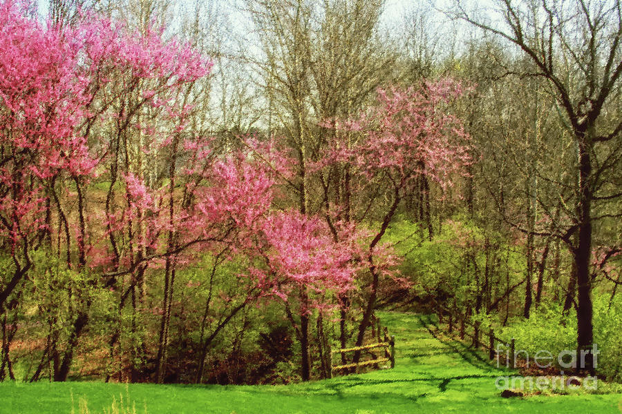 Redbud Trees in Spring Digital Art by Karen Adams