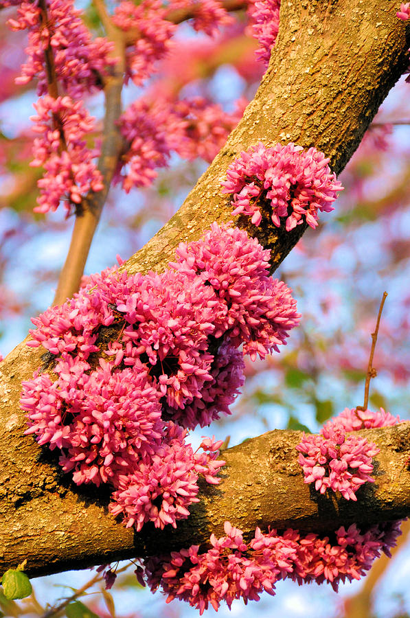 Redbud Trunk Blooms Photograph by Jan Amiss Photography